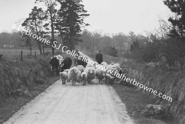 DRIVING SHEEP ON ROAD